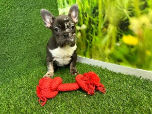 French Bulldog male Puppy for sale 007996226